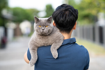 Man Holding British Shorthair Gray Cat. British Blue.
