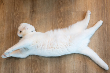 Scottish fold white cat lying on wooden floor