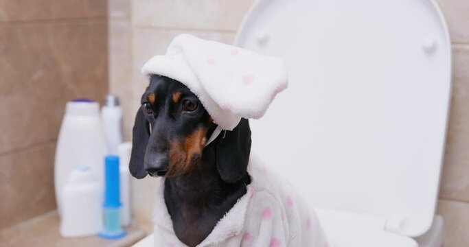 Sleepy dachshund puppy in soft pajamas sits on toilet trying to wake up, concentrate. Sleepiness in morning, distracted attention, hypersonia. Personal space, cheerfulness, beriberi. weakness in dogs