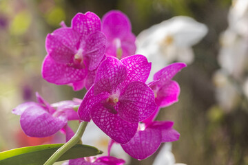 Beautiful orchid flower blooming at rainy season. Vanda orchid