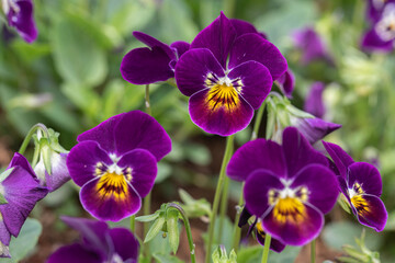 Fototapeta na wymiar Flower pansy viola