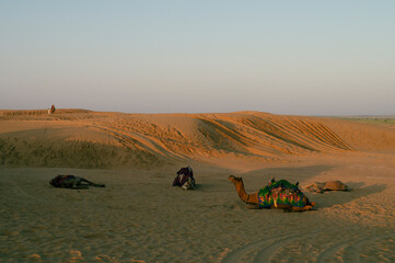 Fototapeta na wymiar Thar desert, Rajasthan, India. Dromedary, dromedary camels, Arabian camels, or one-humped camels are resting on sand dune.