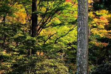 Fototapeta premium 秋，紅葉，京都，日本，日本庭園，風景, ，旅行， 建築，自然，木，背景，黄色，庭, ，光，観光スポット, 寺, 古い, 古代の