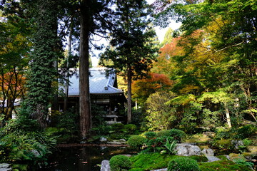 Fototapeta premium 秋，紅葉，京都，日本，日本庭園，風景, ，旅行， 建築，自然，木，背景，黄色，庭, ，光，観光スポット, 寺, 古い, 古代の