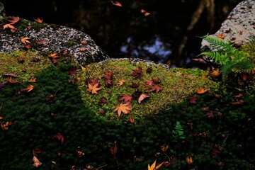 秋，紅葉，京都，日本，日本庭園，風景, ，旅行， 建築，自然，木，背景，黄色，庭, ，光，観光スポット, 寺, 古い, 古代の