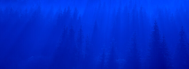 Mountain forest in the fog, late at night or early in the morning.