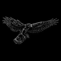 Northern Harrier hand drawing vector isolated on black background. - obrazy, fototapety, plakaty