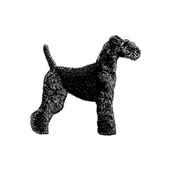 Welsh Terrier hand drawing vector illustration isolated on background.