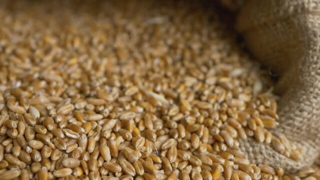Golden color wheat on heap of raw grain in bindle bag or sack. Agricultural, harvest season concept. After good harvest of successful farmer