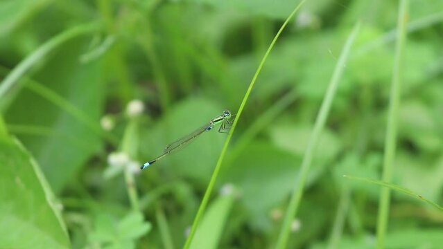 Close Up of Needle Dragonfly, Zygoptera head face