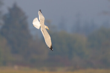 Ring-Billed Gull Hunting for Fish on Tidal Marshland