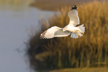Ring-Billed Gull Hunting for Fish on Tidal Marshland