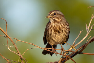 Song Sparrow in Beautiful Morning Light