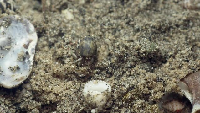 hermit crab,beach crab, Paguroidea, Clibanarius fonticola are omnivorous scavengers, eating microscopic mussels and clams, bits of dead animals, and macroalgae.

