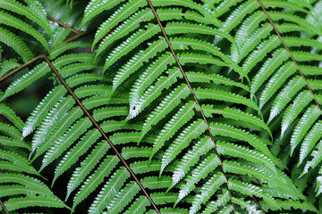 the texture of the lower fern leaf