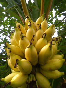 Ripe banana fruit on the tree 