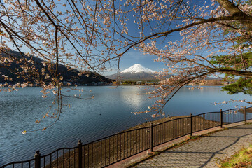 Fototapeta na wymiar Sunny high angle view of the Mt. Fuji with cherry blossom