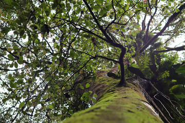 Obraz premium Green leaves and natural tree branches thrive in the peaceful forest landscape