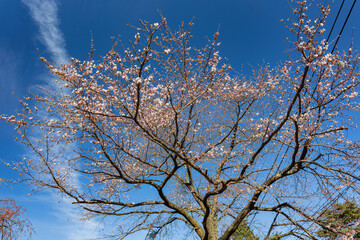 Sunny view of cherry blossom in Minamitsuru District