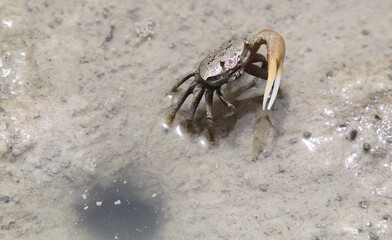 crab on the sand
