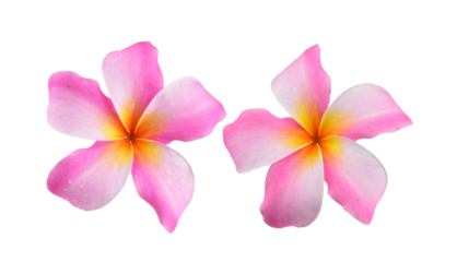 Frangipani flower on transparent png