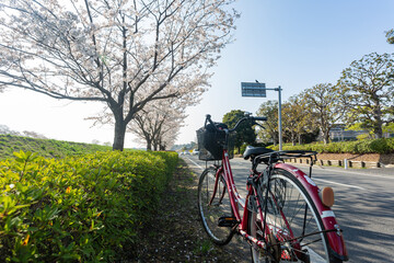 Naklejka premium Sunny view of the cherry blossom along the Sakuragawa River