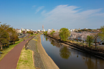 Naklejka premium Sunny view of the cherry blossom along the Senba Lake