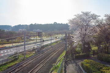 Fototapeta na wymiar Sunny view of the cherry blossom along the Senba Lake