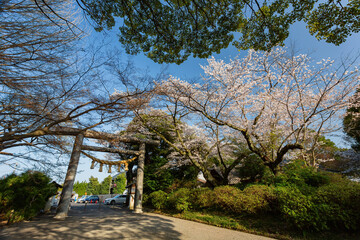 Fototapeta na wymiar Sunny view of the cherry blossom along the Senba Lake