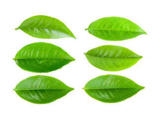 Obraz premium Green tea leaf isolated on transparent png