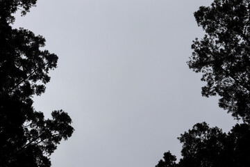 Tree silhouettes framing a light gray sky. Natural composition with a minimalist and serene feel.