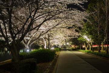 Night view of the cherry blossom in Senba Lake