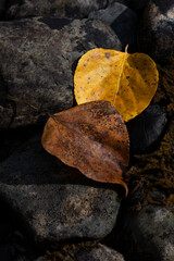 Fallen leaves and rocks in close up minimalist simplicity background in vertical format with copy...