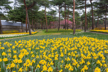 Beautiful Narcissus blossom in the seaside park