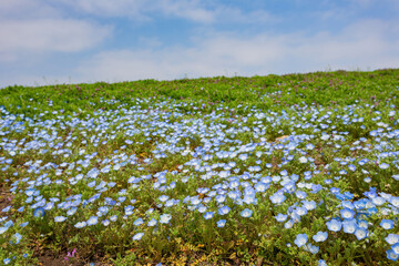 Fototapeta na wymiar Beautiful baby blue eyes blossom over the Miharashi Hill