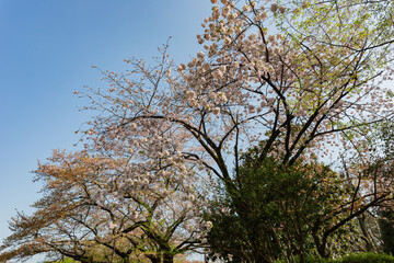 Beautiful cherry blossom in the Ueno Park