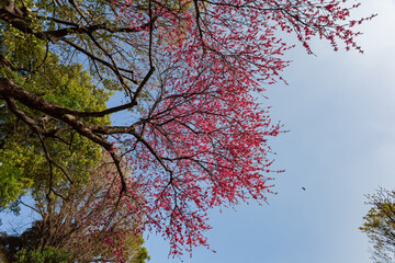 Beautiful cherry blossom in the Ueno Park