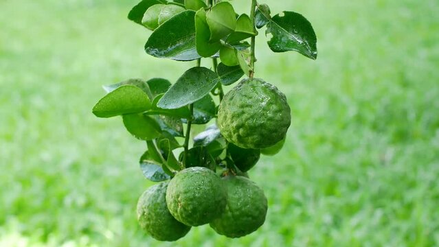 fresh citrus lime or kaffir lime fruit on the branch