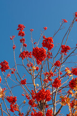 Rowan (Sorbus aucuparia) fruits and leaves in the autumn. Mountain-ash berries on the branch.