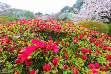 Obraz premium Overcast view of the landscape in Shinjuku Gyoen National Garden
