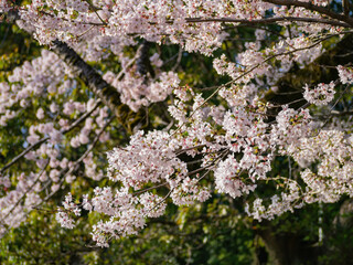 Beautiful landscape along the Kairakuen
