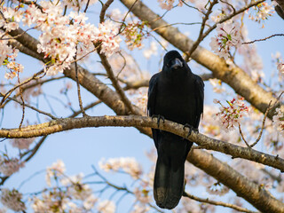 Close up shot of a raven with cherry blossom in the Kairakuen