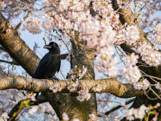 Close up shot of a raven with cherry blossom in the Kairakuen