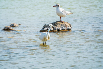 The small white heron or Little egret stands in the lake