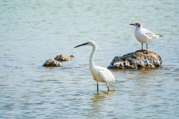 The small white heron or Little egret stands in the lake