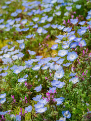 Beautiful baby blue eyes blossom over the Miharashi Hill