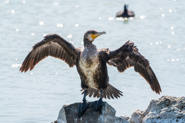 Great cormorant, Phalacrocorax carbo, sits on stone and dries its wings on the wind.