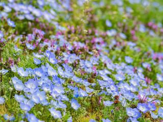 Beautiful baby blue eyes blossom over the Miharashi Hill