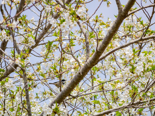 Close up shot of Cherry blossom and a Periparus bird