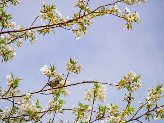 Close up shot of Cherry blossom and a Periparus bird